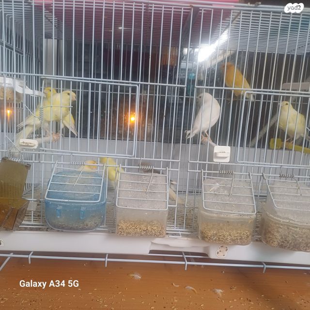 תמונת מודעה - חיות מחמד