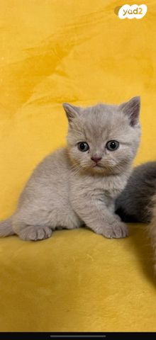 תמונת מודעה - חיות מחמד