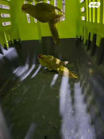 תמונת מודעה - חיות מחמד