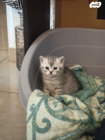 תמונת מודעה - חיות מחמד