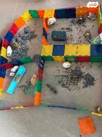 תמונת מודעה - חיות מחמד