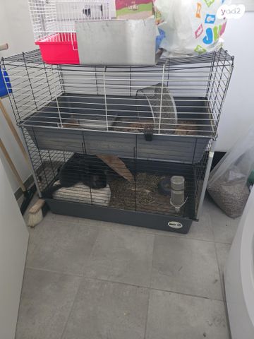 תמונת מודעה - חיות מחמד