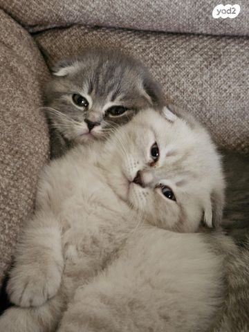 תמונת מודעה - חיות מחמד