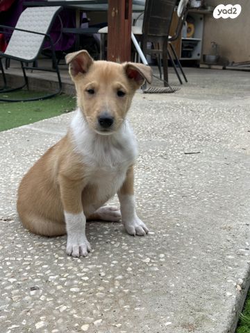 תמונת מודעה - חיות מחמד