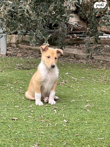 תמונת מודעה - חיות מחמד