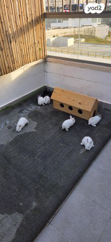 תמונת מודעה - חיות מחמד