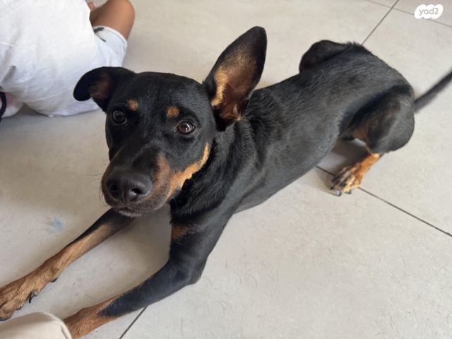 תמונת מודעה - חיות מחמד