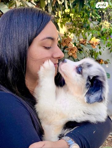 תמונת מודעה - חיות מחמד