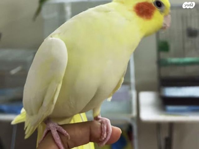 תמונת מודעה - חיות מחמד