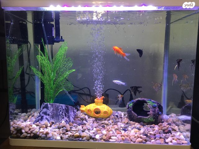 תמונת מודעה - חיות מחמד