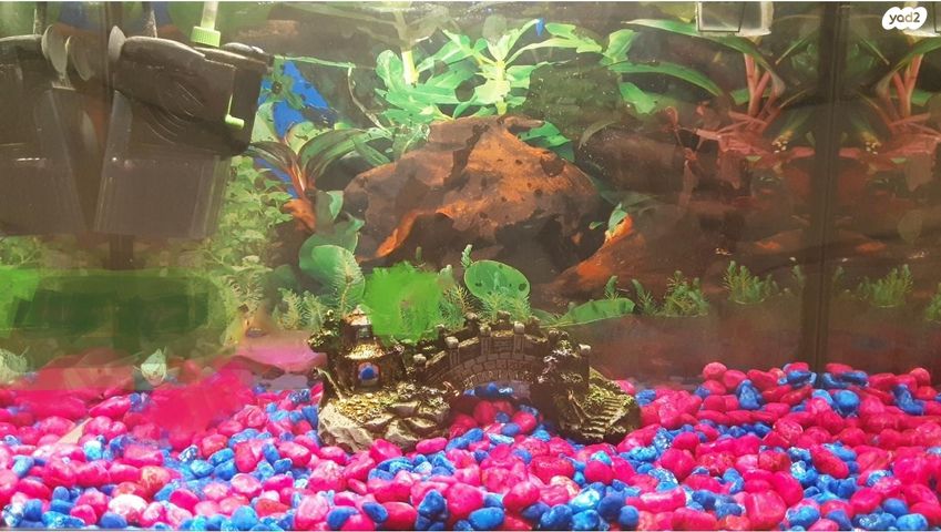 תמונת מודעה - חיות מחמד