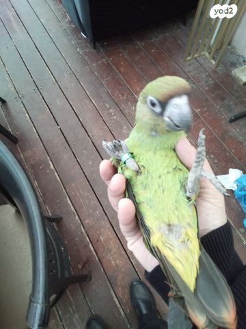 תמונת מודעה - חיות מחמד