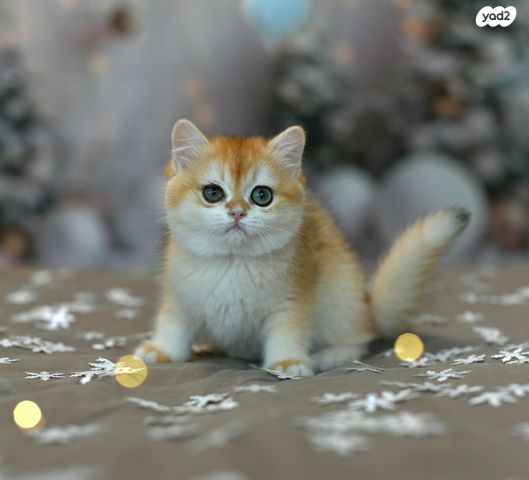 תמונת מודעה - חיות מחמד