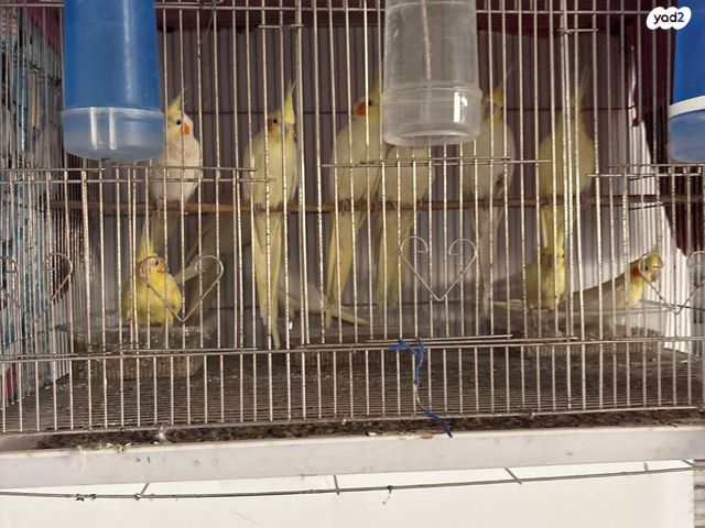 תמונת מודעה - חיות מחמד