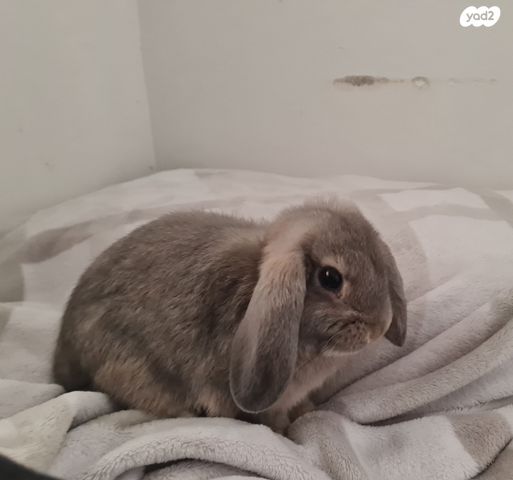 תמונת מודעה - חיות מחמד