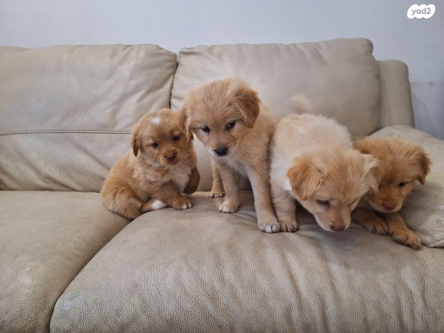 תמונת מודעה - חיות מחמד