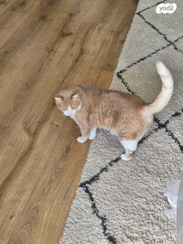 תמונת מודעה - חיות מחמד