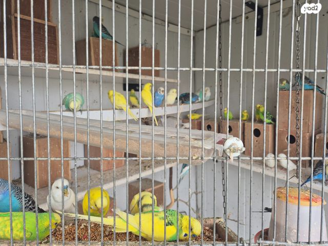 תמונת מודעה - חיות מחמד