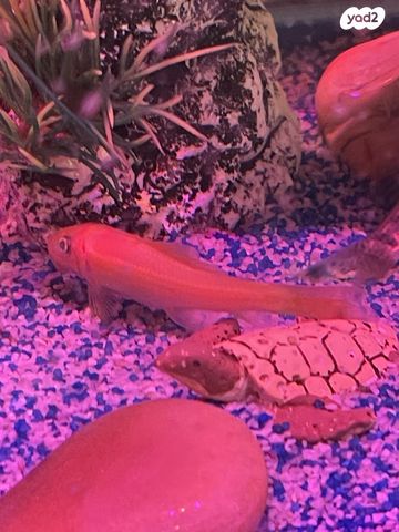 תמונת מודעה - חיות מחמד