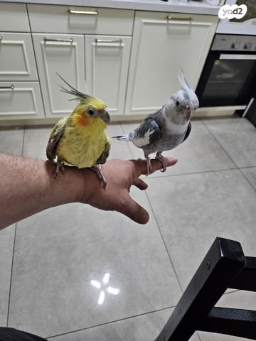 תמונת מודעה - חיות מחמד