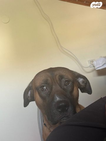 תמונת מודעה - חיות מחמד