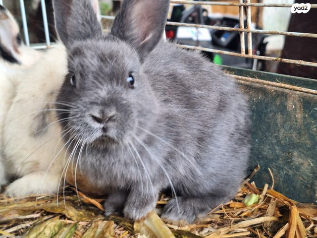 תמונת מודעה - חיות מחמד