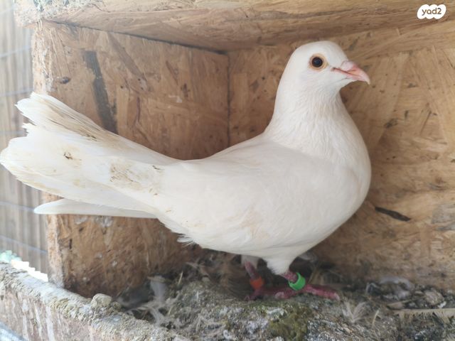 תמונת מודעה - חיות מחמד