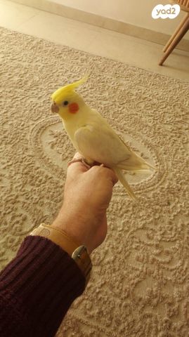 תמונת מודעה - חיות מחמד