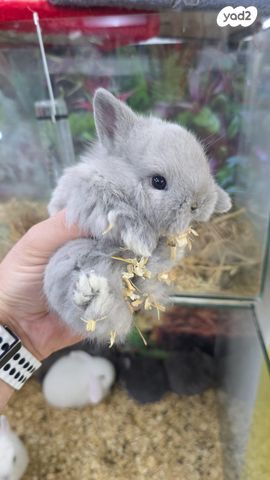 תמונת מודעה - חיות מחמד