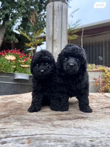 תמונת מודעה - חיות מחמד