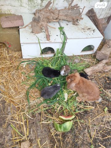 תמונת מודעה - חיות מחמד