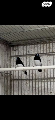 תמונת מודעה - חיות מחמד