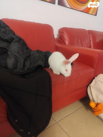 תמונת מודעה - חיות מחמד