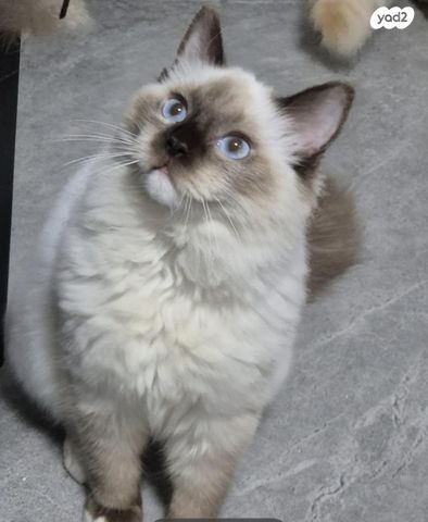 תמונת מודעה - חיות מחמד