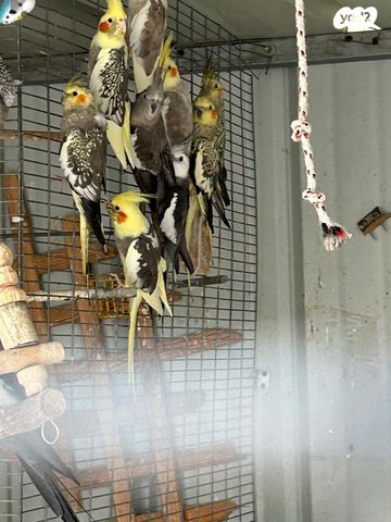 תמונת מודעה - חיות מחמד