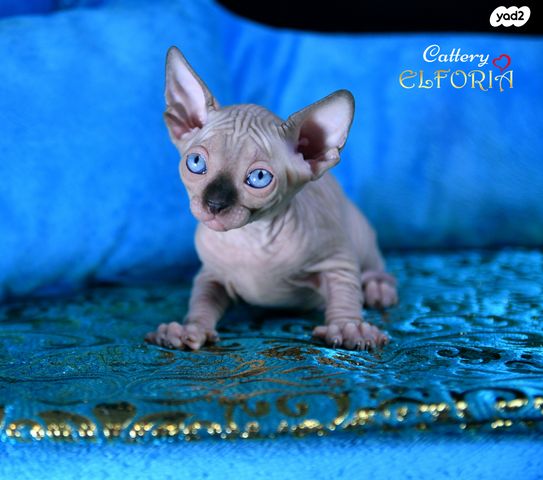 תמונת מודעה - חיות מחמד