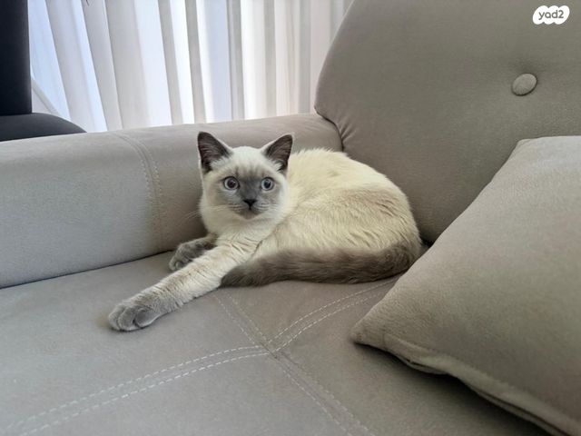 תמונת מודעה - חיות מחמד