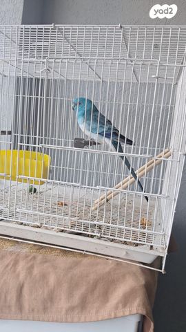 תמונת מודעה - חיות מחמד