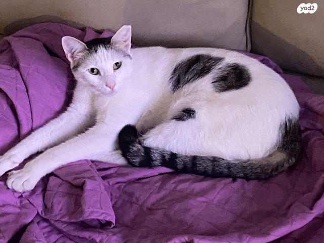 תמונת מודעה - חיות מחמד