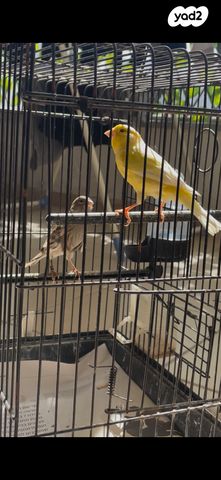 תמונת מודעה - חיות מחמד