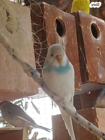 תמונת מודעה - חיות מחמד