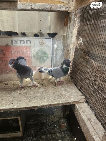 תמונת מודעה - חיות מחמד