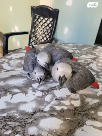 תמונת מודעה - חיות מחמד