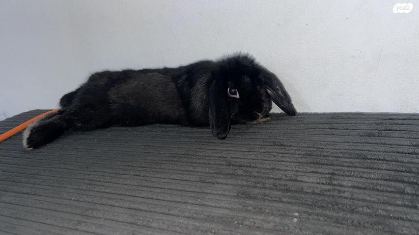 תמונת מודעה - חיות מחמד