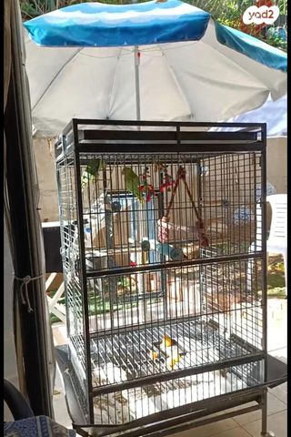 תמונת מודעה - חיות מחמד