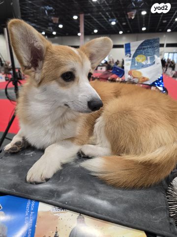 תמונת מודעה - חיות מחמד