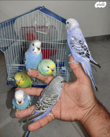 תמונת מודעה - חיות מחמד