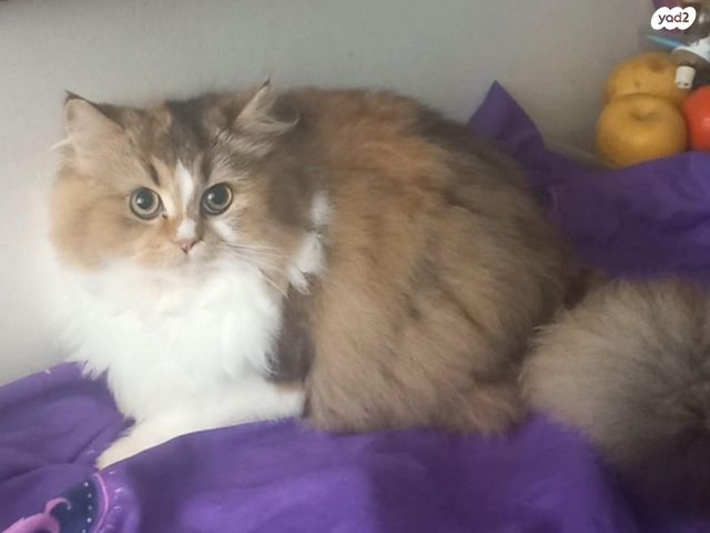 תמונת מודעה - חיות מחמד