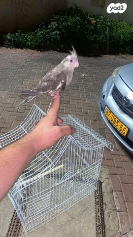 תמונת מודעה - חיות מחמד