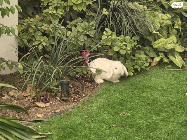 תמונת מודעה - חיות מחמד